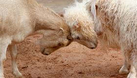 Clark_43_rotator_SFW