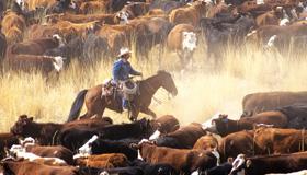 Cowboy herding cattle