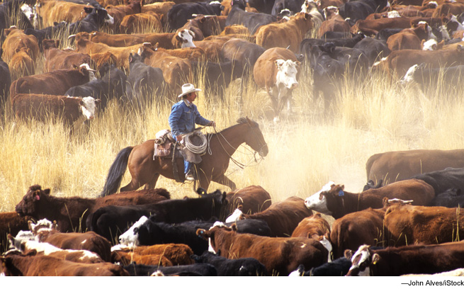 Cowboy herding cattle