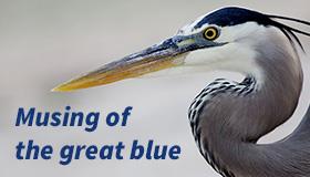 Clark_Musing-Great-Blue_TN2_SFW
